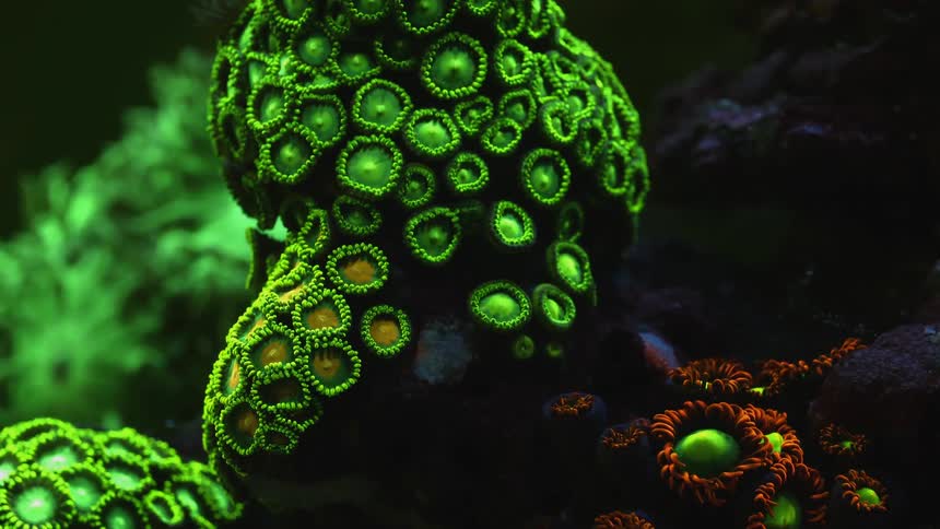 A view of sea life in a reef