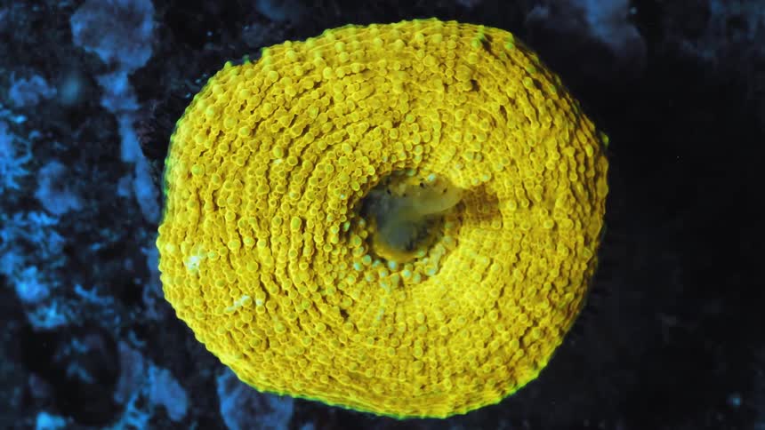 Bright yellow aquatic animal retreats its arms into its center