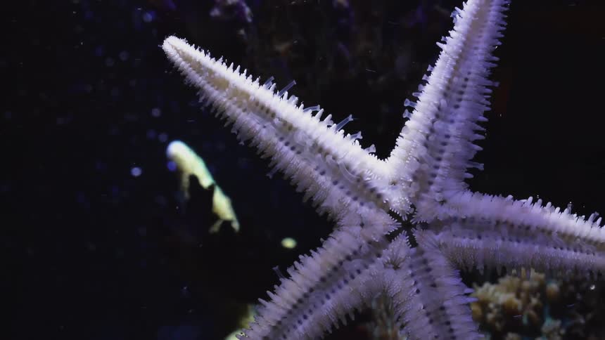 A star fish is moving under the ocean water