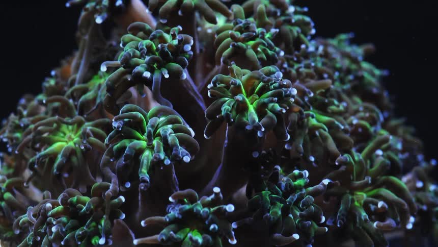 Coral is moving underwater among other sea life