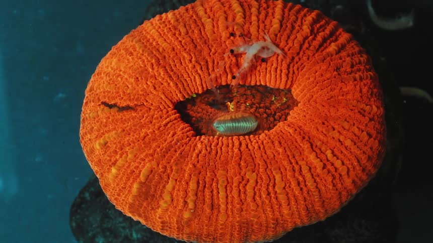 Button coral eats shrimp in water