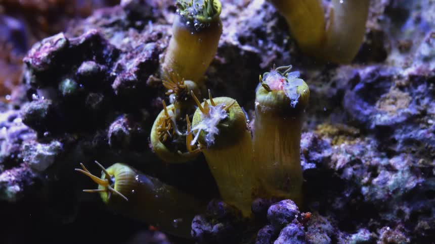 Time lapse of a sea anemone wiggling its appendices to feed on an aquarium tank