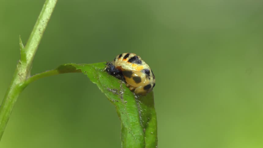 A time lapse shows an odd looking insect larva transform into a ladybug