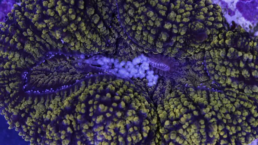 A strange green sea creature moves its body