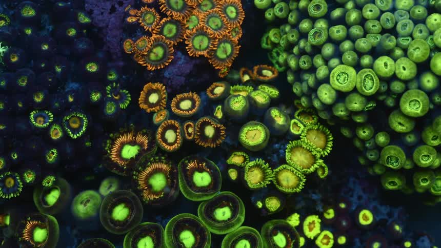 Zoanthids are moving and glowing underwater among other sea life