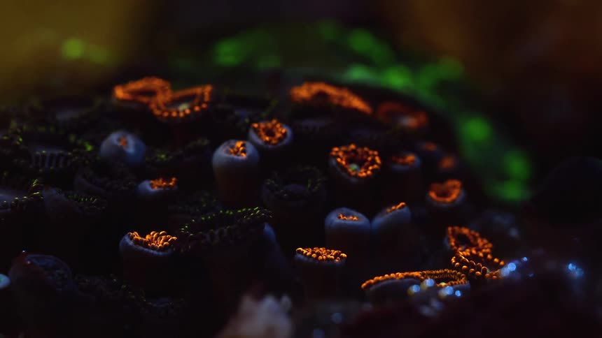 Time lapse view of a coral reef is displayed