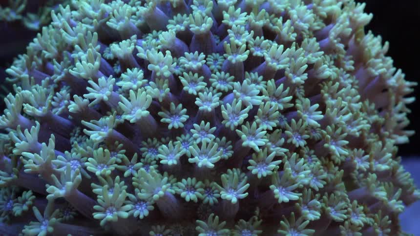 Purple tentacles on coral reef in water
