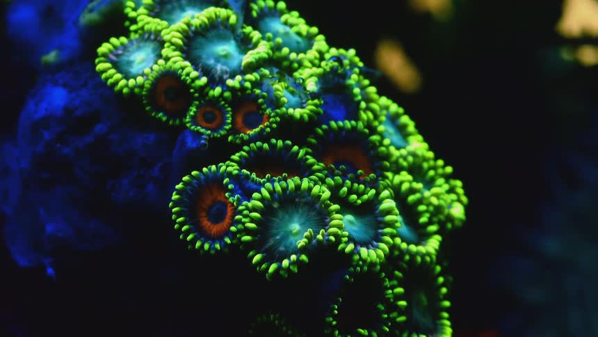 A group of coral polyps open and close as they are seen filter feeding during this time lapse