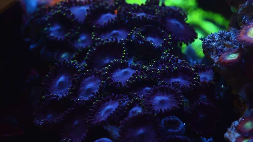 Time lapse close up of an anemone feeding inside an aquarium under bright blue lights