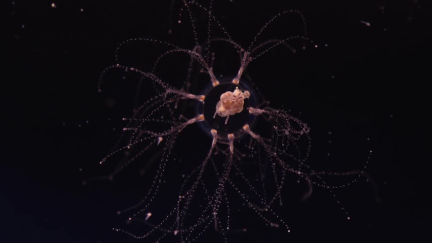 Underwater sea life is moving and eating
