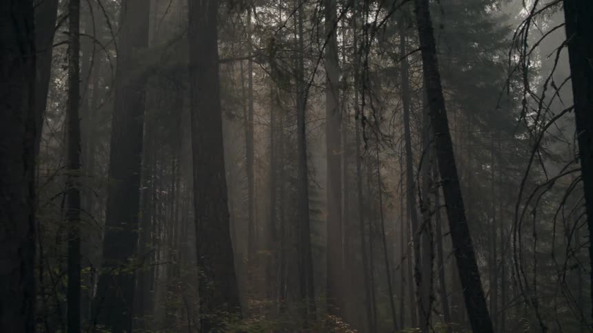 Tall trees in a hazy forest