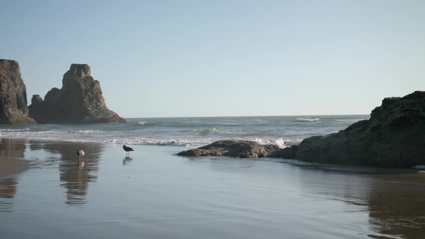 A bird is walking on the ocean beach