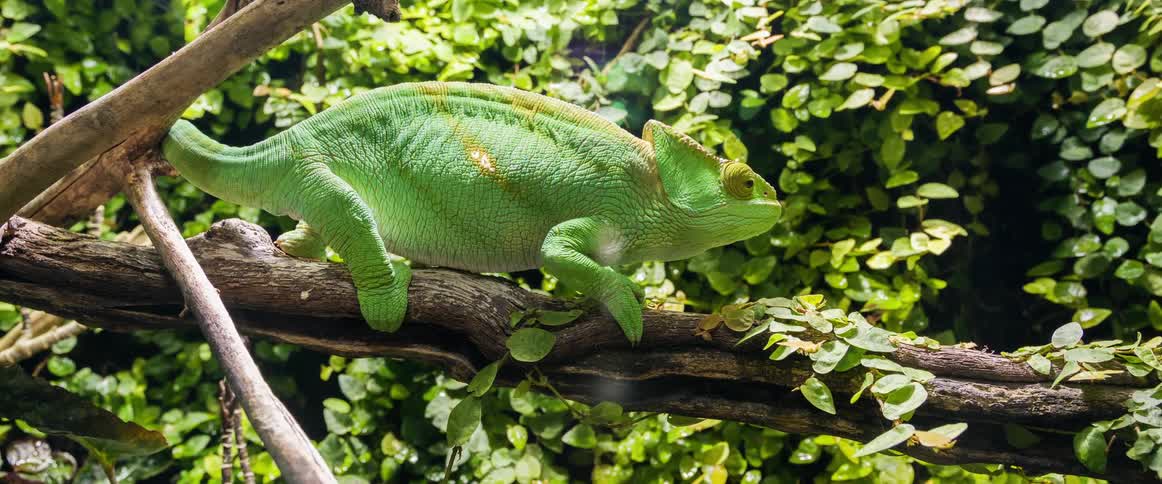 An iguana stands still on a tree branch looking around at its surroundings
