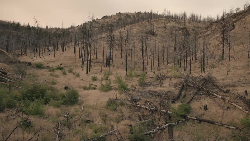 Black burnt tree trunks standing on the remains of a forest in the hills