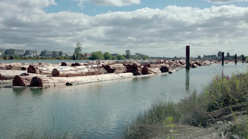 Logs floating down the river