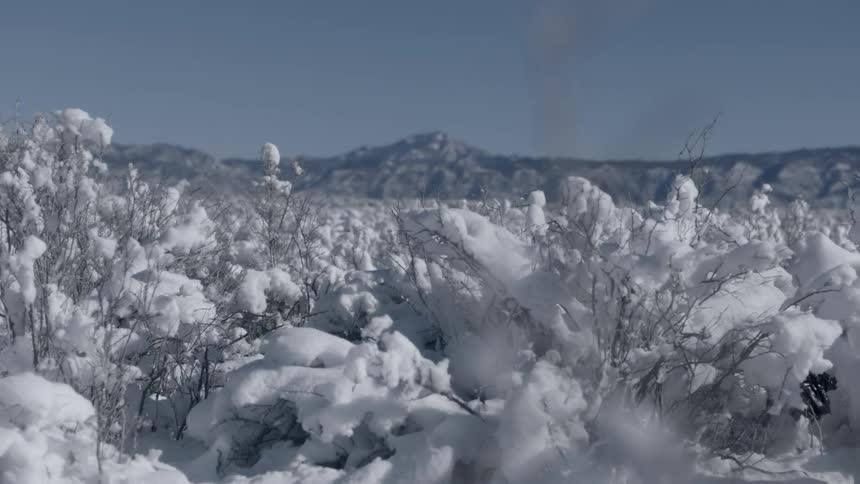 Snow covered foliage on a cold winter day