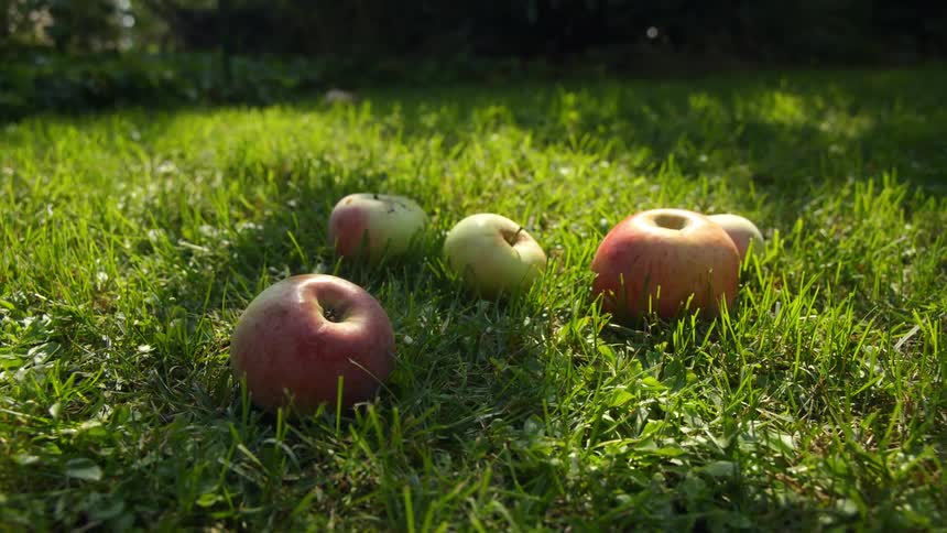 The sun shines on apples on the grass lawn as another apple rolls in