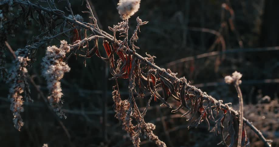 Dead plants in the morning light
