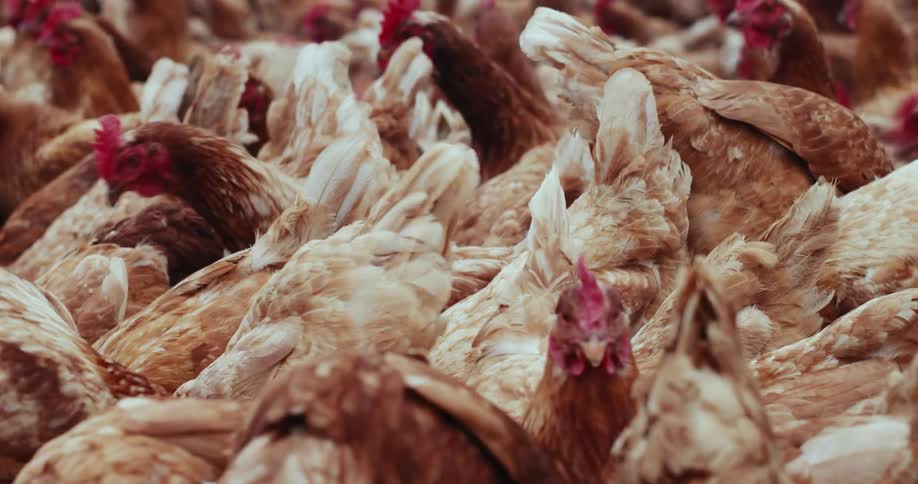 Free-range chickens on organic farm