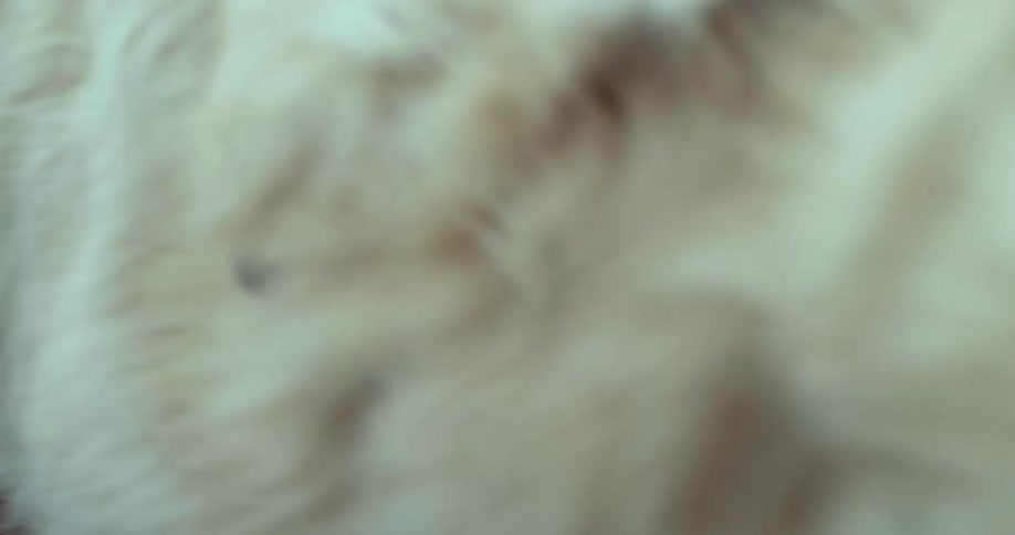 Two dogs walk around large flock of chicken before scattering them