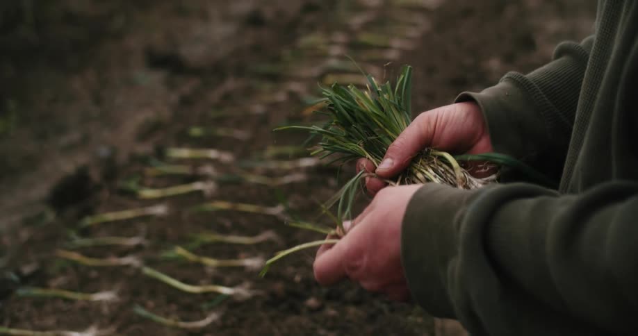 Farmer transplanting leeks