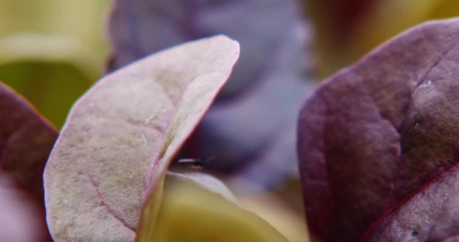 Insects fly about colorful plant leaves in garden