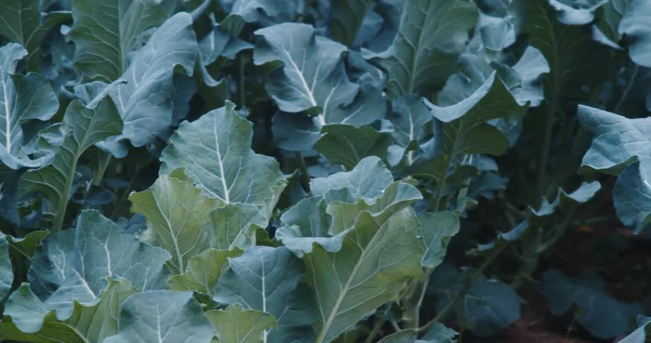 Panning across winter vegetables in the greenhouse