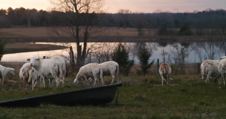 Sheep graze in a field near a pond in the evening