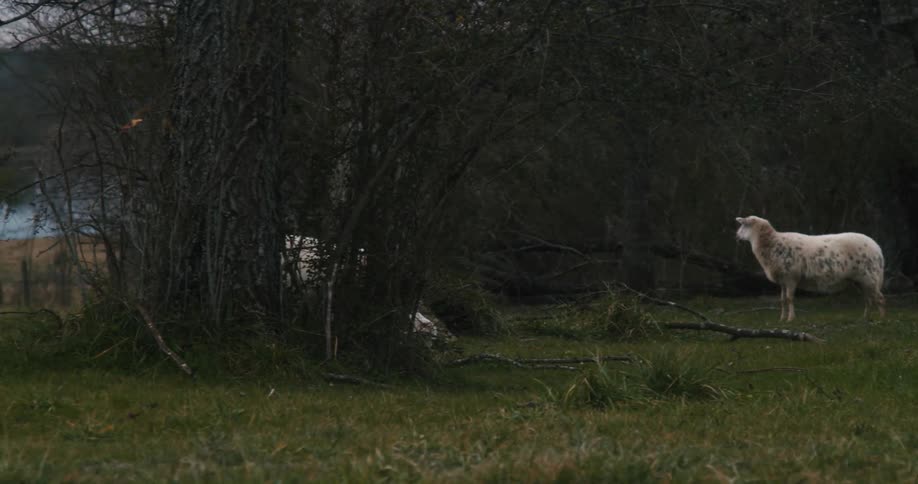 Sheep grazing in the pasture at sunset