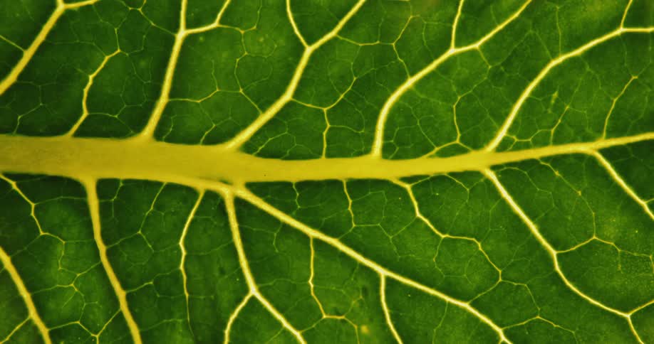 Extreme close up of the veins on a big plant leaf