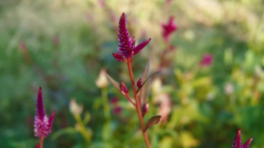 A plant with a colorful flower in a field on a sunny day