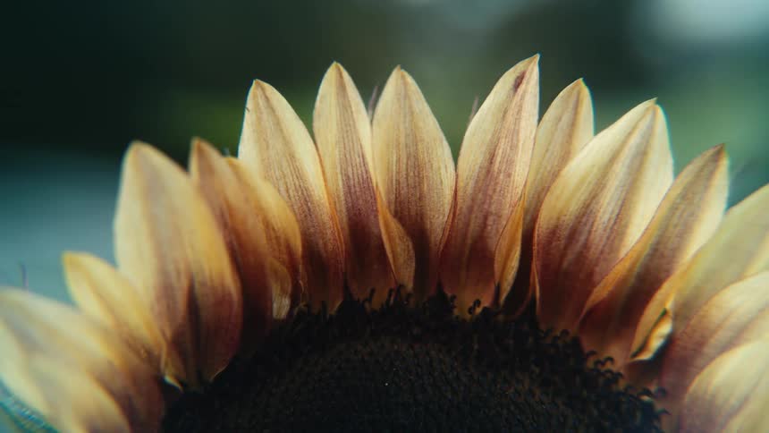 The sun shines brightly upon petals of a sunflower