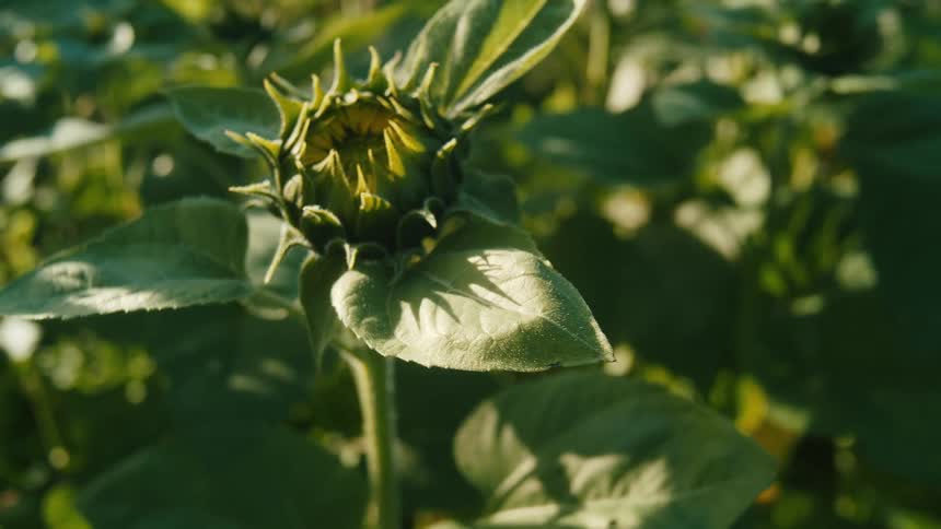 Flowering sunflower waving in the wind at morning