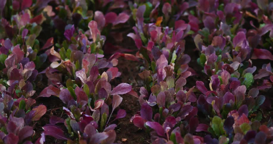 Reddish purple and green leaves cover bush