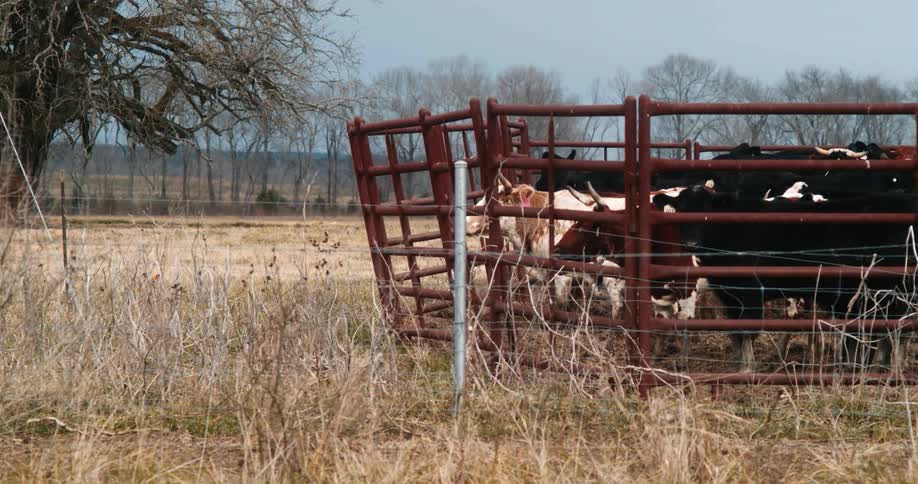 Cattle pens on a farm