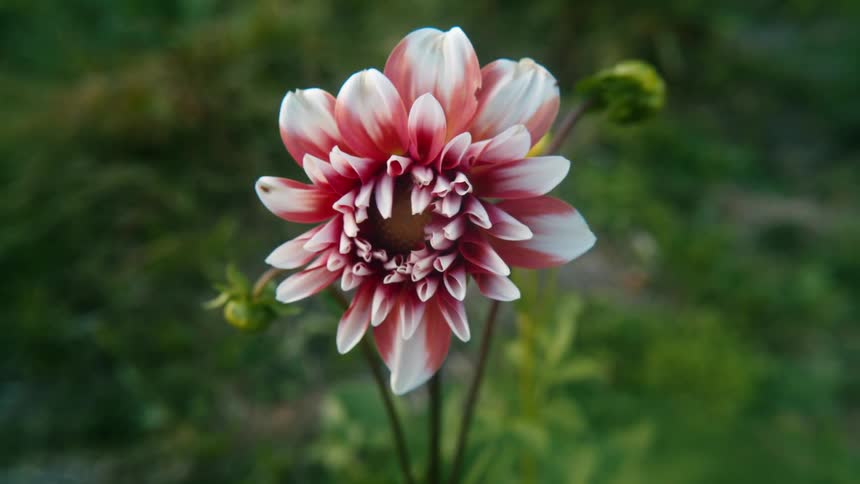 A red and white flower in the garden moves in the breeze