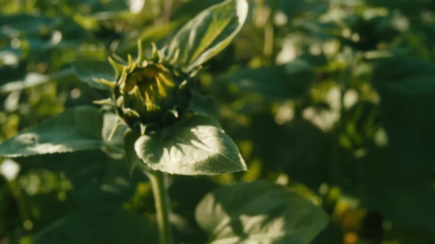 A close up of an almost bloomed sunflower