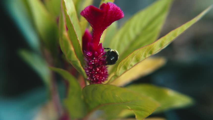 Bumble bee in a flower