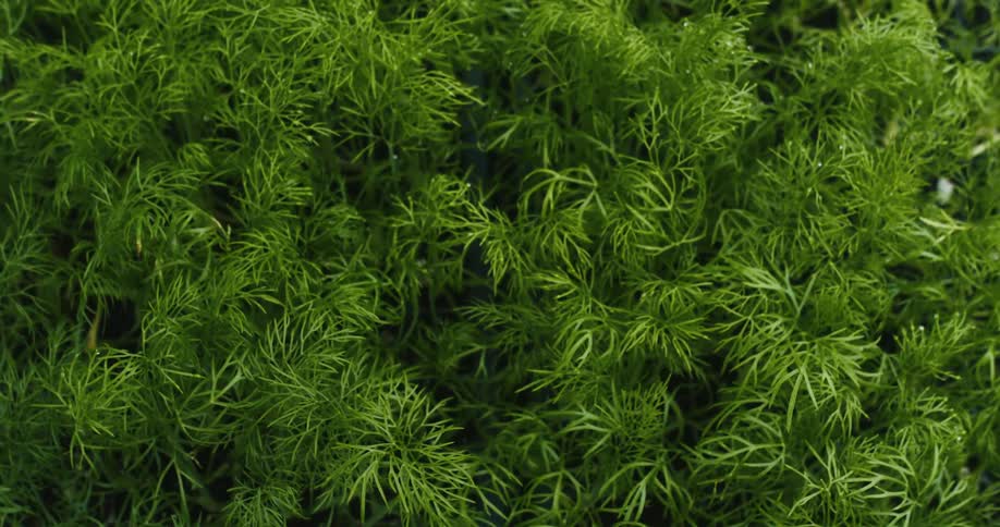 Close up of herbs growing in the greenhouse