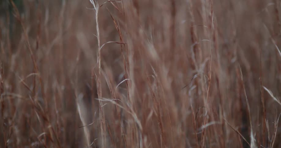 Close up of brown brome grasses in the field