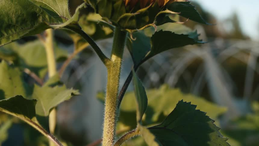Sun and shadow play over tall flowering sunflower plant