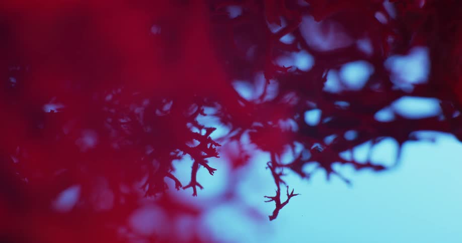 Extreme close up of moss or coral like structures colored in bright green and red