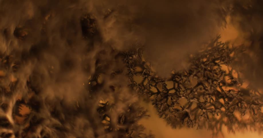 Closeup of burnt cladia aggregata