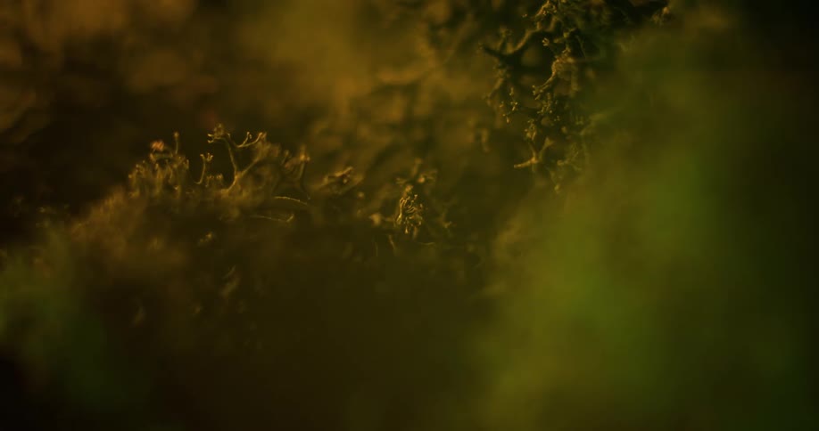 Close up view of plants are displayed in spring