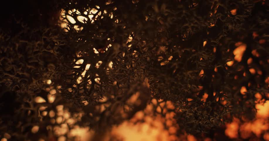 Close up of burnt cladia aggregata