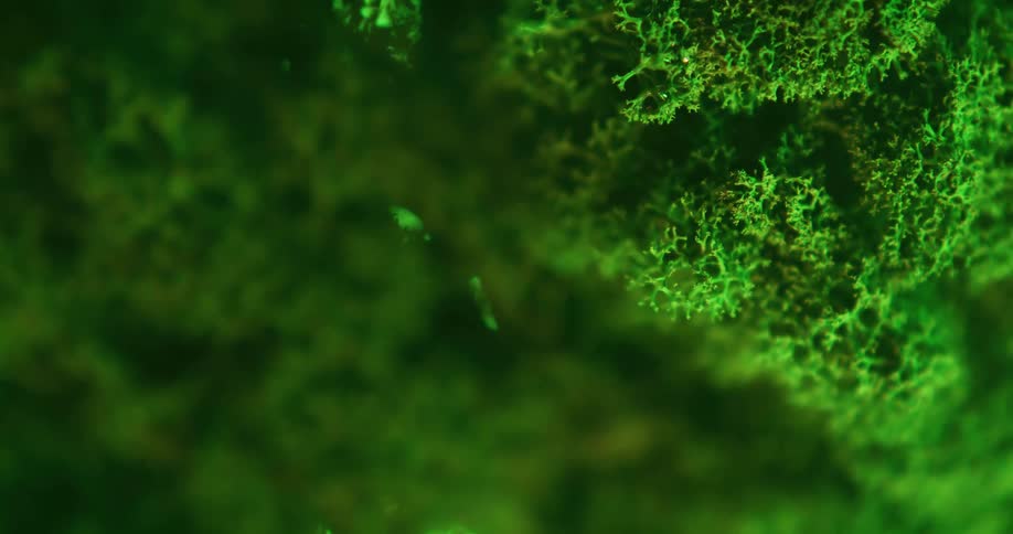 Close up of green cladia aggregata