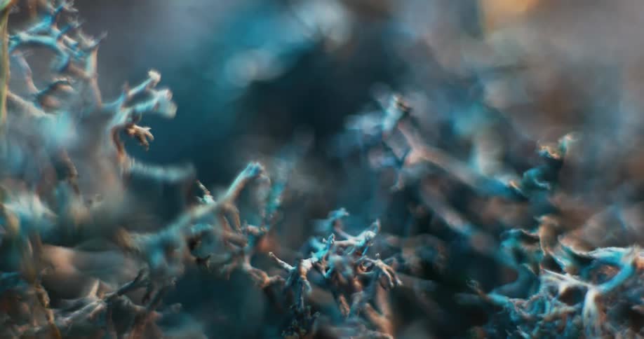 Close up view of vegetation in the ocean is displayed