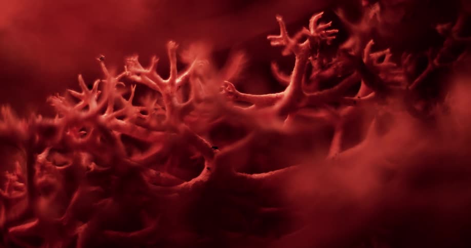 Red network of small interlocking branches contrast with dark surroundings