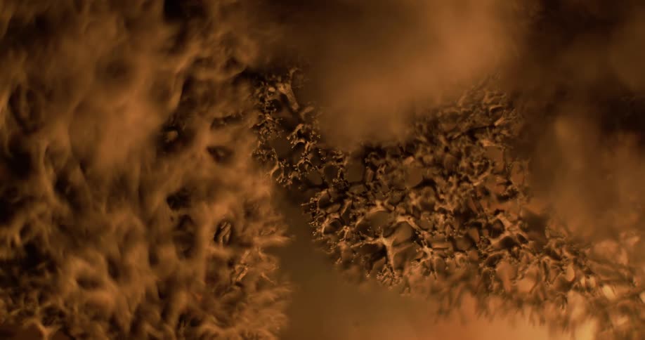 Closeup of golden hair lichen
