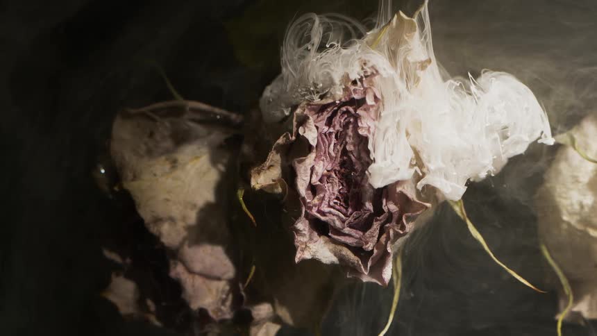 Smoke rolling over a wilting rose